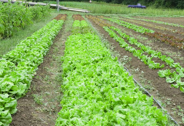 Uprawa sałaty w teorii i praktyce, przydatne porady i zalecenia