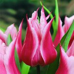 Uprawa tulipanów w ogrodzie