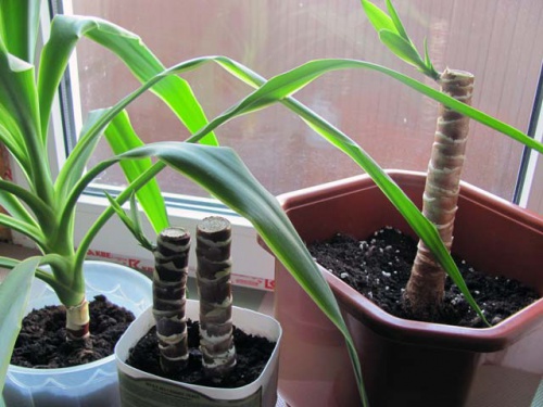 Yucca w domu: opieka i reprodukcja