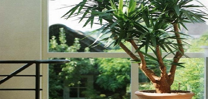 Yucca w domu: opieka i reprodukcja