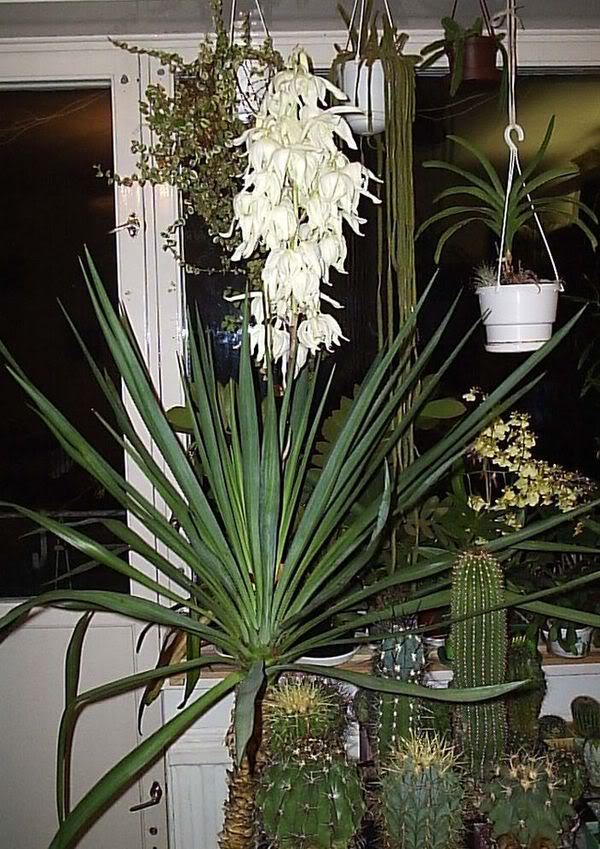 Yucca w domu: opieka i reprodukcja