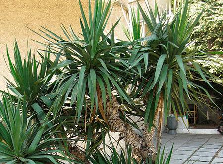 Yucca w domu: opieka i reprodukcja