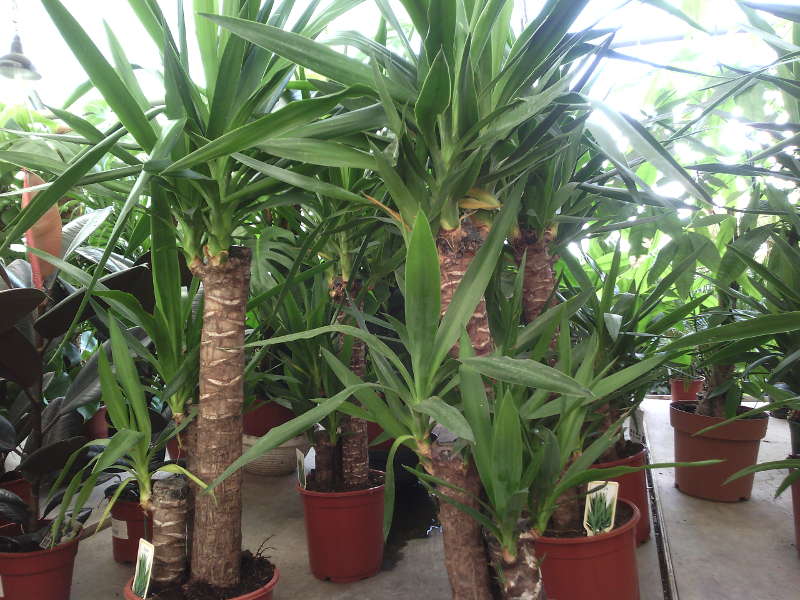 Yucca w domu: opieka i reprodukcja