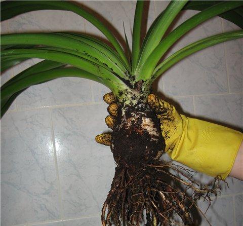 Yucca w domu: opieka i reprodukcja
