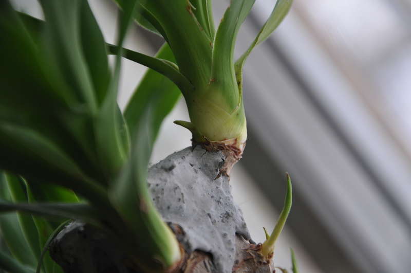 Yucca w domu: opieka i reprodukcja
