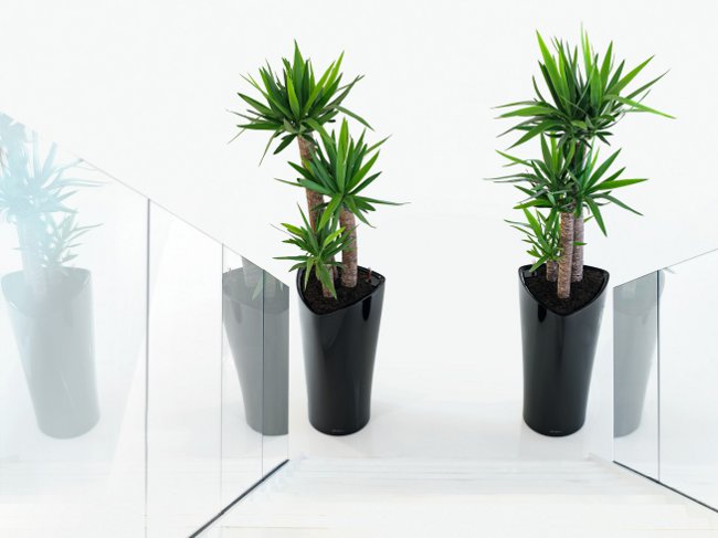 Yucca w domu: opieka i reprodukcja