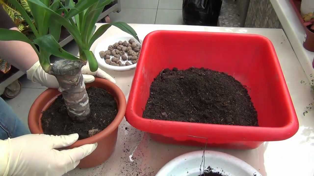 Yucca w domu: opieka i reprodukcja