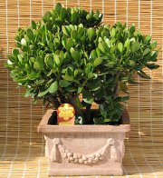 Biuro Feng Shui