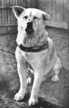 Prawdziwe Hachiko Prawdziwe Hachiko