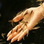 Ichthyomassage: pedicure z rybą Ichthyomassage: pedicure z rybą