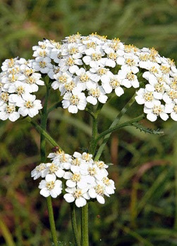 Odwar z kolekcji Yarrow