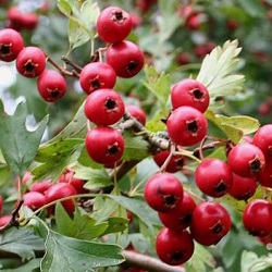 Nalewka Hawthorn