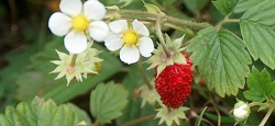 Herbata truskawkowa