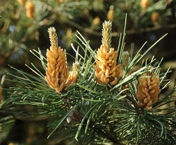 Nalewka sosnowa