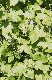 Leczenie chorób stawu biodrowego środków ludowej