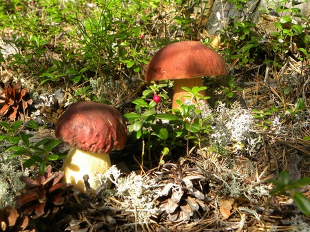 Borovik: zdjęcie i opis grzyba. Biały grzyb (borowik), odmiany, zdjęcia, sposoby używania