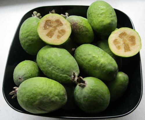 Feijoa - użyteczne właściwości, korzyści i szkody feijoa