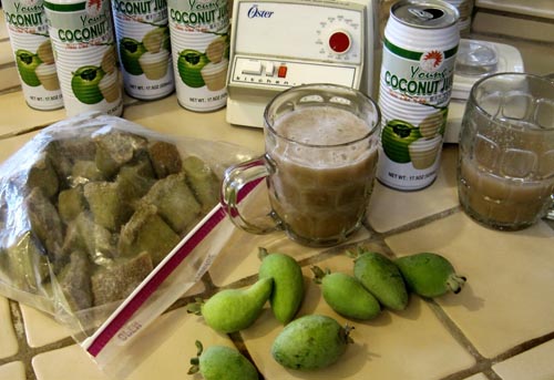 Feijoa - użyteczne właściwości, korzyści i szkody feijoa