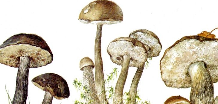 Mushroom podderozovik: opis ze zdjęciem