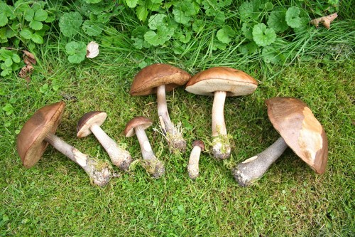 Mushroom podderozovik: opis ze zdjęciem