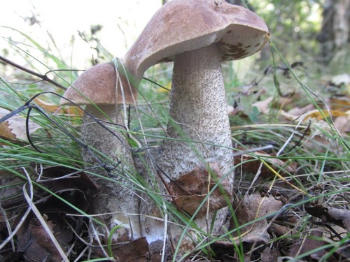 Mushroom podderozovik: opis ze zdjęciem