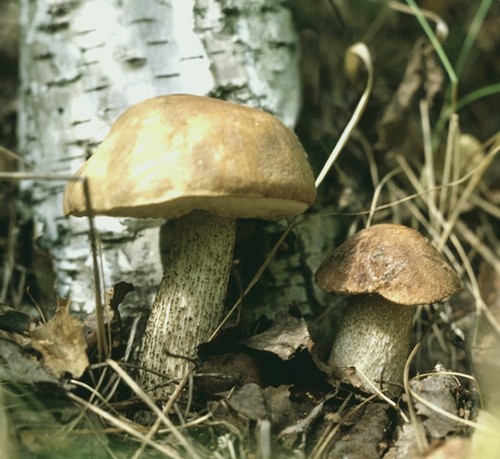 Mushroom podderozovik: opis ze zdjęciem