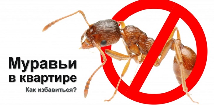 Jak pozbyć się mrówek?