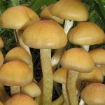 Jak odróżnić fałszywe miody z jadalnych od jadalnych