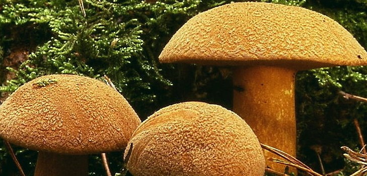 Grzyb grzybowy: opisy i środki ostrożności podczas "cichego polowania"