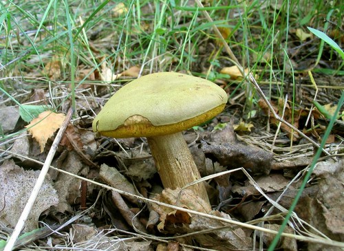 Grzyb grzybowy: opisy i środki ostrożności podczas "cichego polowania"