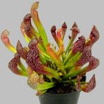 Niezwykłe kwiaty - sarracenia