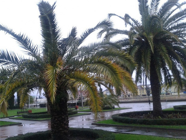 Pogoda w Soczi w grudniu 2016 r. - dokładna prognoza temperatury wody i powietrza z Centrum Hydrometeorologicznego