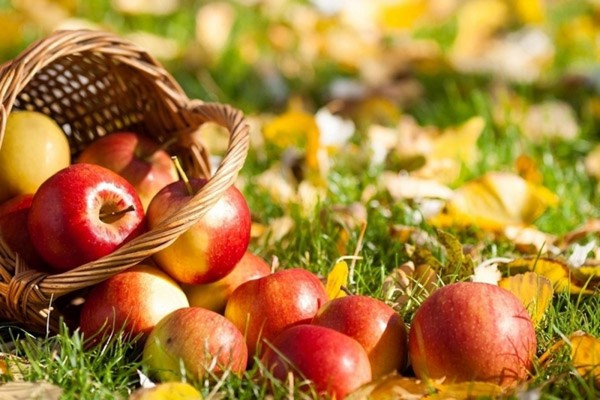 Zbawiciel Apple, gratulacje za SMS-y, krótkie, zabawne. Gratulacje ze Zbawicielem Apple w wersie i prozie