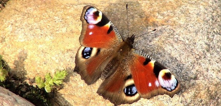 Czym jest natura żywa i nieożywiona