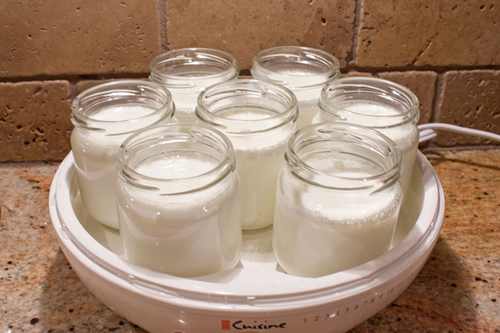 domowej roboty jogurt w jogurtnicy