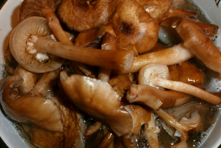 Jak zachować miód agarics na zimę - photo Preservation Prescription