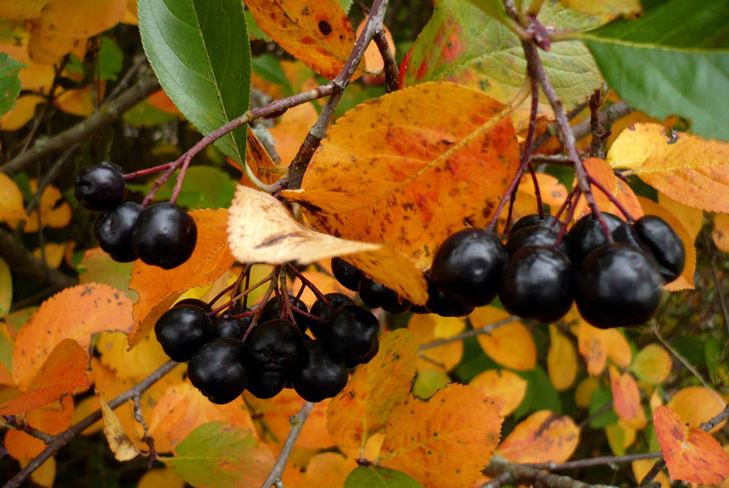 Przydatne blanki na zimę: syrop z ashberry z aronii