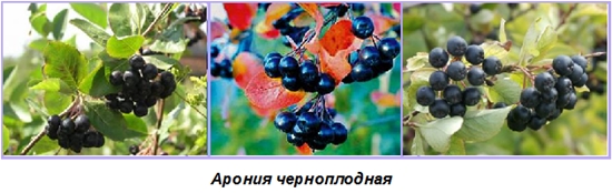 Przydatne blanki na zimę: syrop z ashberry z aronii