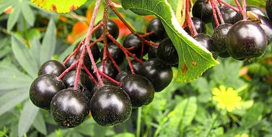 Przydatne blanki na zimę: syrop z ashberry z aronii