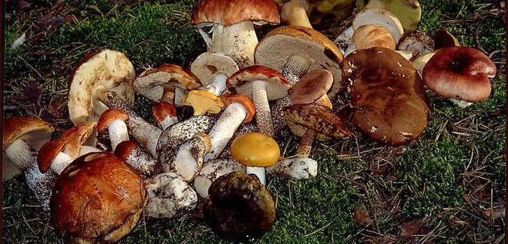 Przepis na zupę z suszonych grzybów, jej użyteczne właściwości