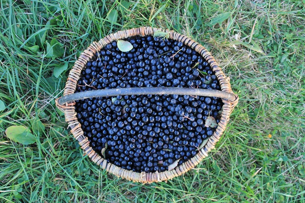 Dżem z czarnej aronii