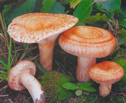Volnushki: przepisy kulinarne i zdjęcia