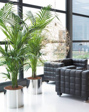 Fytodesign wewnętrzny Fytodesign wewnętrzny