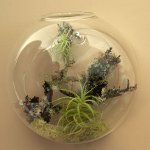 Florarium: oryginalna ozdoba Twojego wnętrza