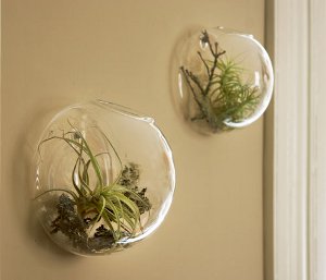 Florarium: oryginalna ozdoba Twojego wnętrza