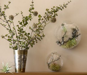 Florarium: oryginalna ozdoba Twojego wnętrza
