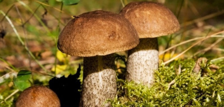 Underparts: przepisy na gotowanie potraw z grzybów