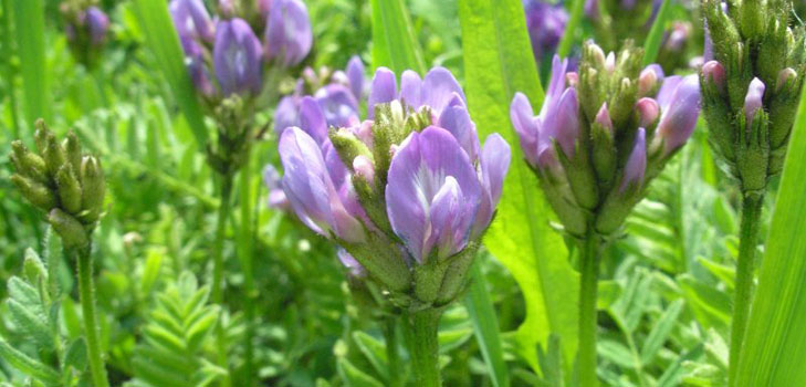 Astragalus: właściwości lecznicze, zdjęcia, zastosowanie