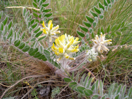 Astragalus: właściwości lecznicze, zdjęcia, zastosowanie