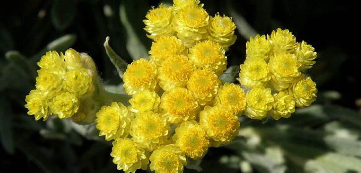 Właściwości terapeutyczne i zastosowanie immortelle (ze zdjęciem)